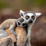 Madagaskar