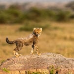 Tanzania