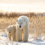 Polar,Bears,On,Tundra,In,Arctic,Sunset